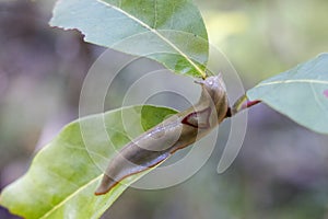 Red-triangle Slug