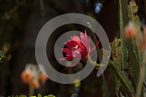 Red Trichocereus spachianus cactus flower