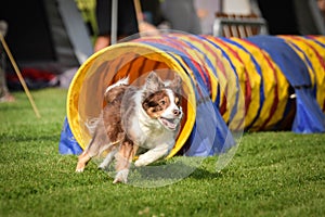 Red tricolor Border collie in agility tunel. Amazing day on czech agility competition in town Ratenice it was competition only for