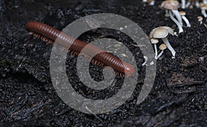 red Trigoniulus corallinus crawling on the decay bark tree