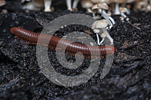 red Trigoniulus corallinus crawling on the decay bark tree