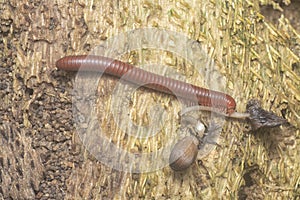 red Trigoniulus corallinus crawling on the decay bark tree