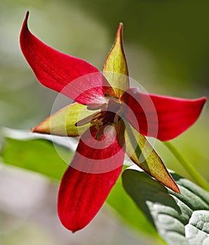 Red Trillium