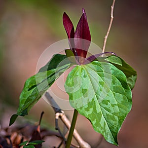 Red Trillium photo