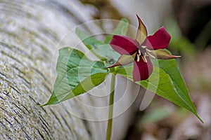 Red Trillium Blossoms Beside A Fallen Tree