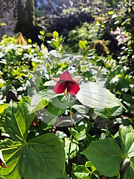 Red Trillium Flower