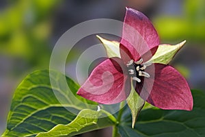 Red trillium flower