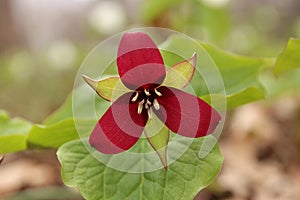 Red trillium photo