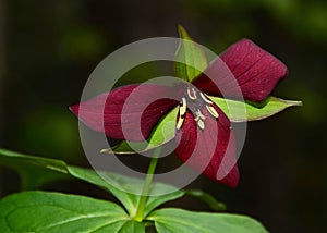 Red trillium in the forest photo