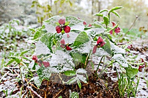 Red Trilliums with Falling Snow