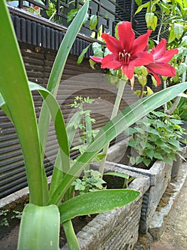 A red trompet flower tree growing in a flower pot in front of the house fence photo