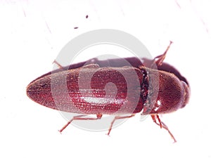 red tropical beetle (order Coleoptera)