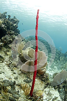 Red tropical erect rope sponge, utila, honduras photo