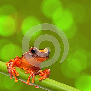 Red tropical exotic tree frog