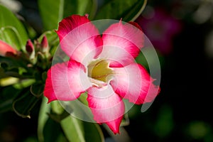 Red tropical flower