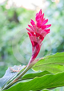 Red Tropical Flower