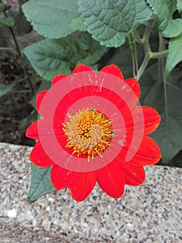 Red tropical flower