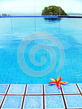 Red tropical Flower, blue resort swimming pool