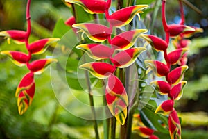 Red tropical flower and green background. Heliconia rostrata, the hanging lobster claw or false bird of paradise.