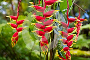 Red tropical flower and green background. Lobster claw, Heliconia Rostrata flower. Heliconia rostrata, the hanging