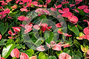 Red tropical flower on green foliage, botanical photo. Pink Anthurium field in greenery. One petal flower with spike