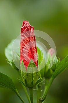 red tropical flower growthing in tropical green house