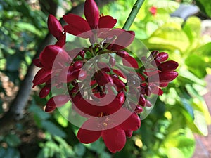 Red tropical flower - in the Key West Florida