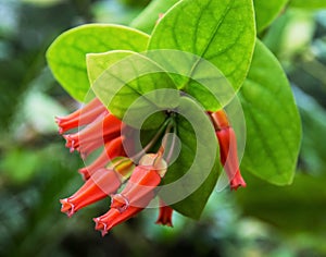 Red tropical flowers