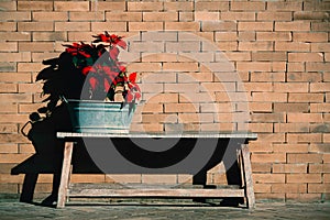 Red tropical flowwers on wooden bench in front of old brick wall in sunlight