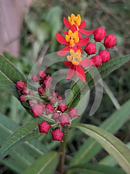 Red tropical milkweed aka Mexican butterfly weed flowers