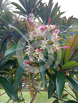 red trotter flower