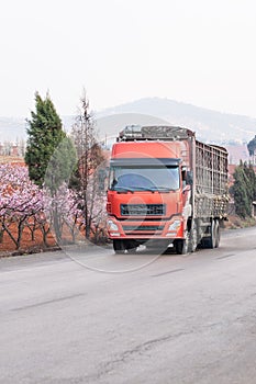 Red truck driving on the asphalt road in rural landscape of Dongchuan, South China. Beautiful roadside, peach cherry in full bloom