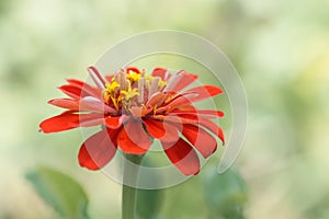 Red tsiniya flower close up on soft green background. Selective focus