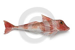 Red tub gurnard