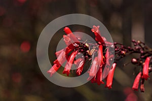 Red tube flowers of the Scarlet Bugler Penstemon centranthifolius