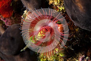 Red Tube-Worm underwater