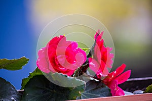 Red tuberous begonia