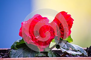 Red tuberous begonia