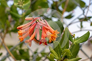 Red tubular flowers with yellow centers hanging from green leafy branch - blurred leaf background