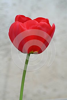 Red tulip