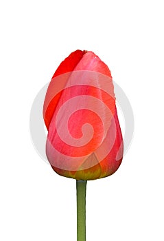 Red tulip