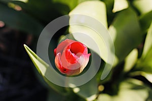 Red Tulip