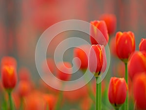 Red tulip photo