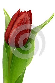 Red tulip