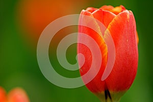 Red tulip