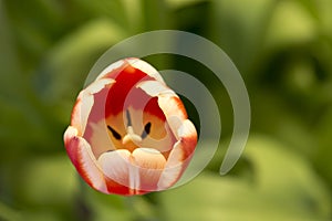 Red tulip 2