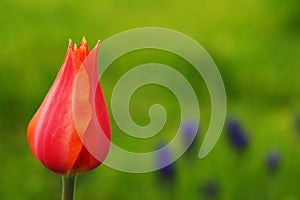 Red Tulip