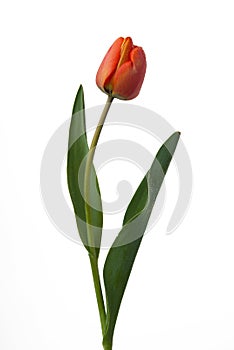 Red tulip photo