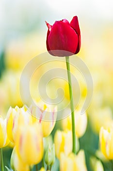 Red tulip