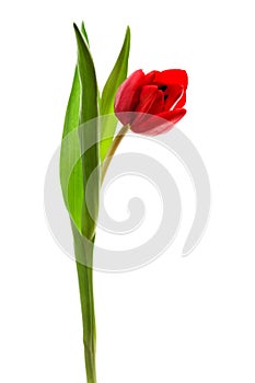 Red tulip